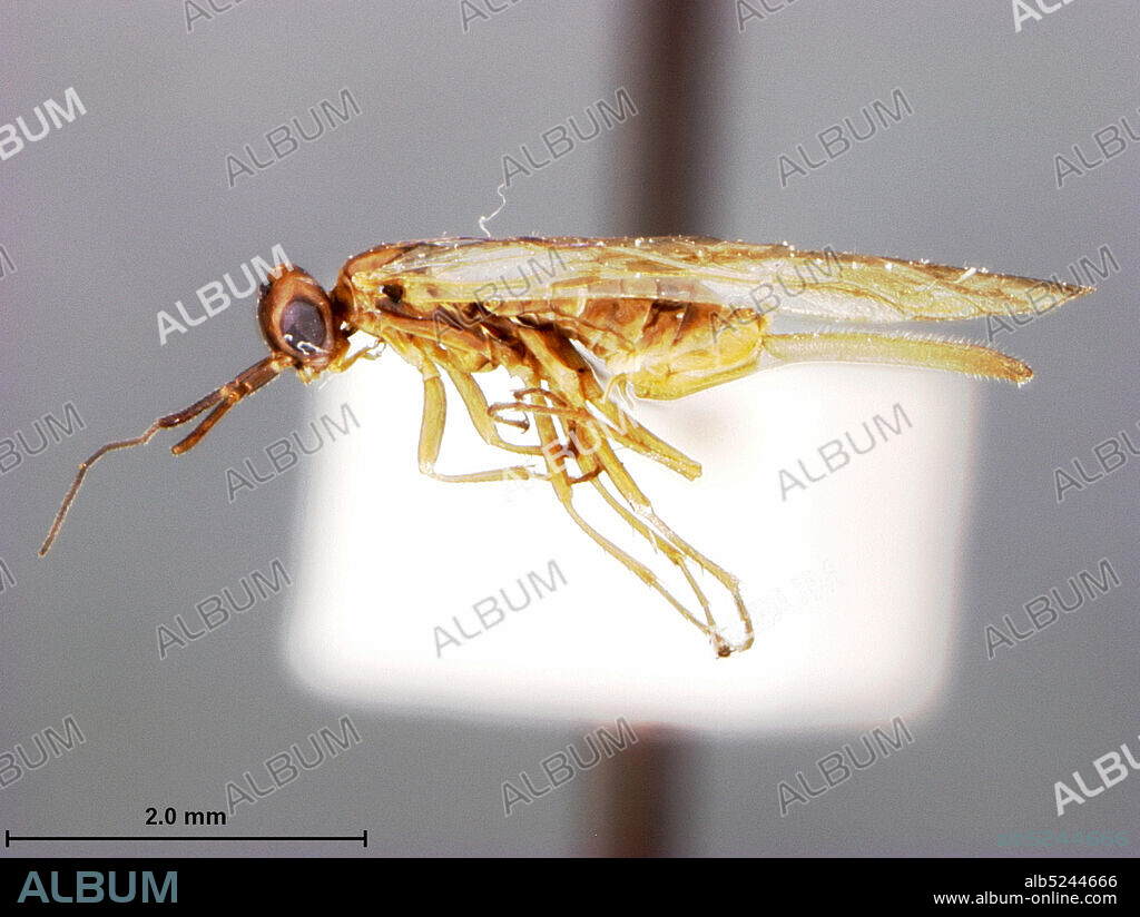 Oakland Hills, Alameda, California, United States, Xyela radiatae Burdick, 1961, Animalia, Arthropoda, Insecta, Hymenoptera, Symphyta, Xyelidae.