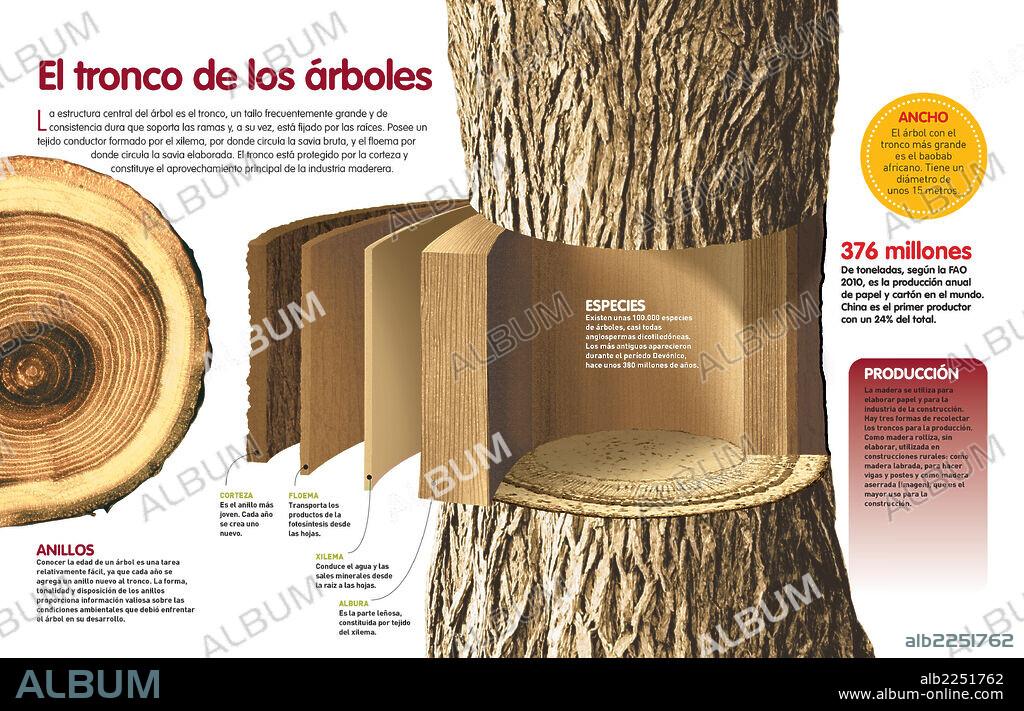 El tronco de los árboles. Infografía sobre el tronco de los árboles: sus estructura interna y su aprovechamiento/uso en la industria.