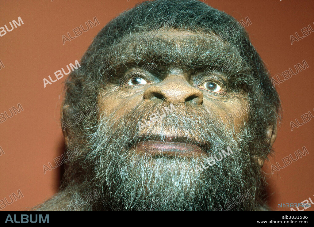 editorial use only . A model of Peking man (Homo erectus pekinensis), who lived from 1-2 million years ago.