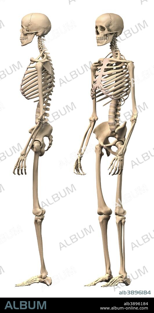 Anatomy of male human skeleton, side view and perspective view.
