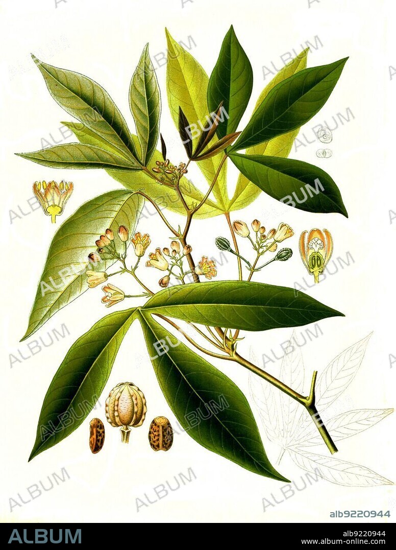 Medicinal plant, Manihot utilissima, Tapioca or Cassava, Historical, digitally restored reproduction from an 18th century original.