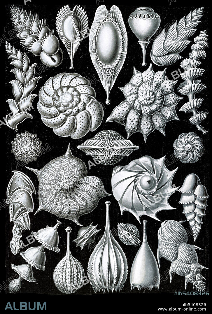 Ernst Haeckel, Foraminifera, Protists