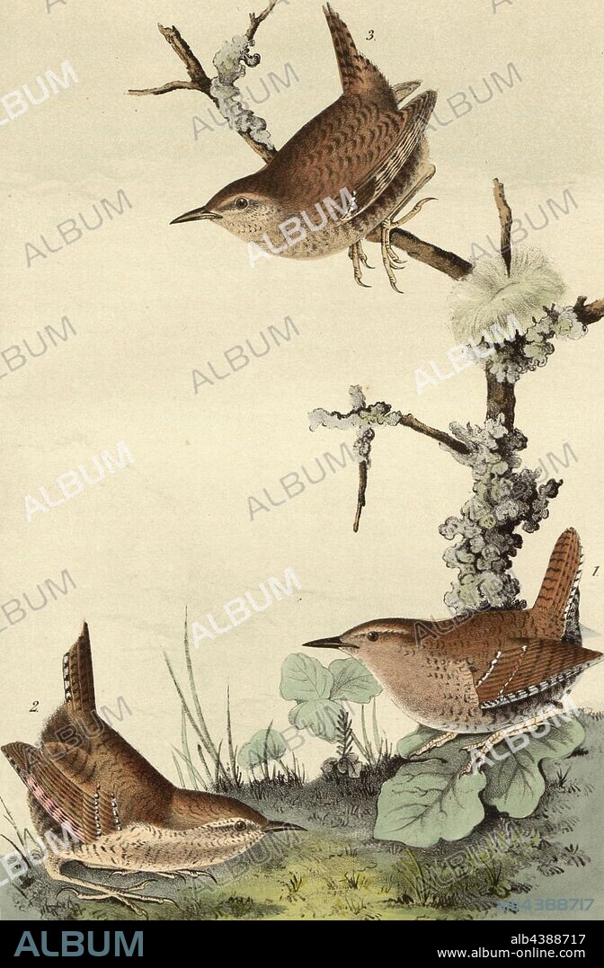 Winter Wren, Wren (Troglodytes hiemalis), Signed: J.J. Audubon, J.T. Bowen, lithograph, Pl. 121 (vol. 2), Audubon, John James (drawn); Bowen, J. T. (lith.), 1856, John James Audubon: The birds of America: from drawings made in the United States and their territories. New York: Audubon, 1856.