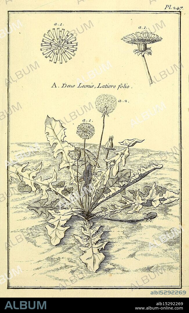 Les figures des plantes et animaux d'usage en medicine, Paris, Desprez, 1764-1765, materia medica, pictorial works, The illustration depicts a dandelion plant, showcasing its characteristic features. At the center, the plant displays broad, jagged leaves radiating outward from a central rosette. Above the leaves, a prominent flower head is illustrated, with its cluster of tiny, tubular florets that form a round shape. Additionally, there is a detailed representation of the flower's structure on the top left, labeled ''a.1.'', along with a close-up view of the seed head on the top right, labeled ''a.2.'' The botanical drawing emphasizes the plant's anatomy and growth, suitable for educational purposes in the study of flora.