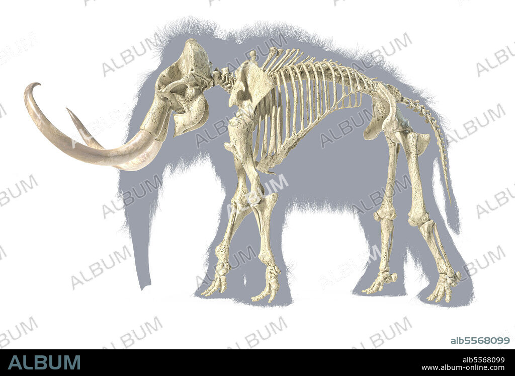 3D illustration of woolly mammoth skeleton with grey silhouette. Side view on white background.