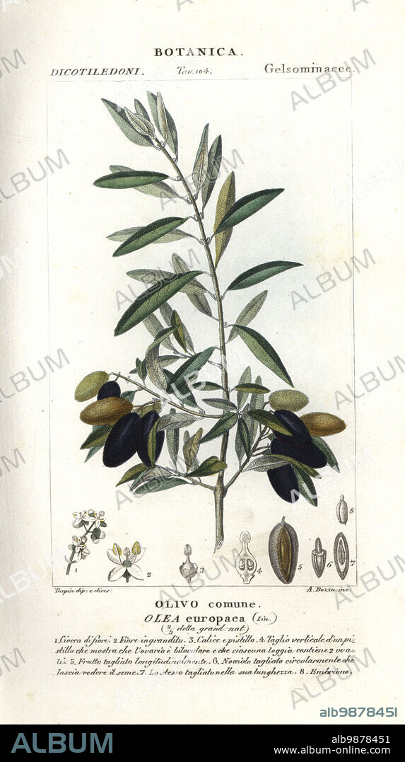 Olive tree, Olea europaea. Handcoloured copperplate stipple engraving from Jussieu's Dizionario delle Scienze Naturali, Dictionary of Natural Science, Florence, Italy, 1837. Illustration engraved by A. Bozza, drawn and directed by Pierre Jean-Francois Turpin, and published by Batelli e Figli. Turpin (1775-1840) is considered one of the greatest French botanical illustrators of the 19th century.