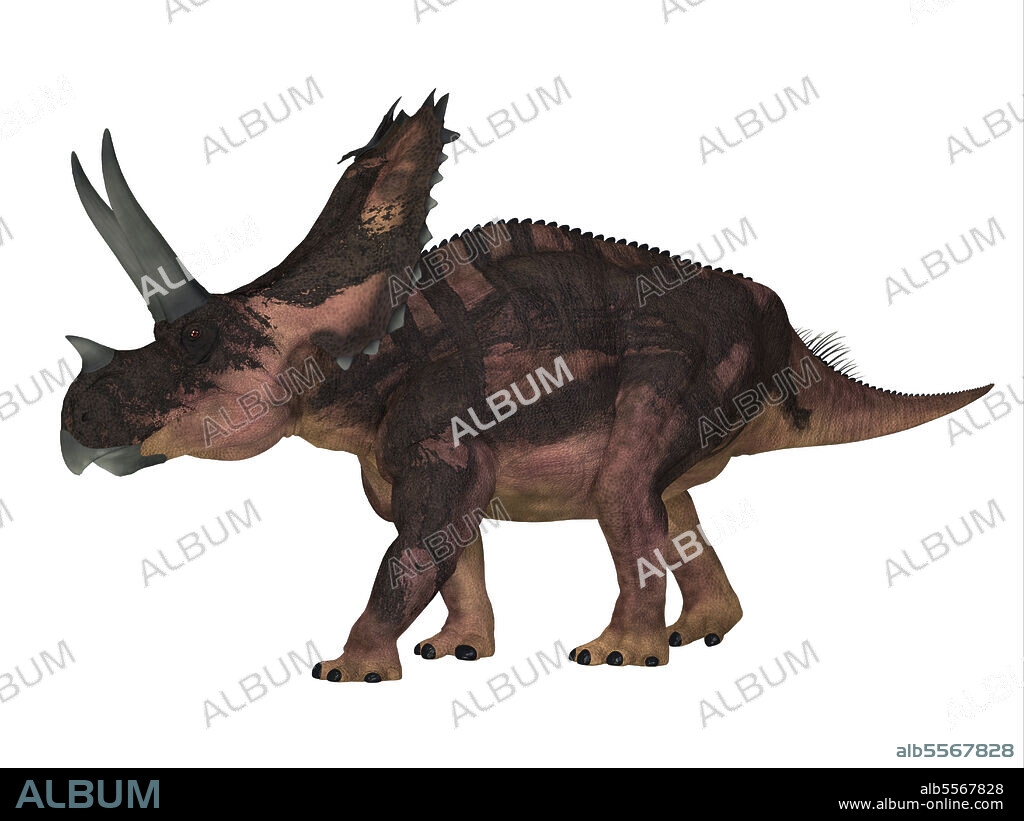 Agujaceratops, side profile on white background. The ceratopsian herbivorous dinosaur Agujaceratops lived in Texas, USA during the Cretaceous Period.