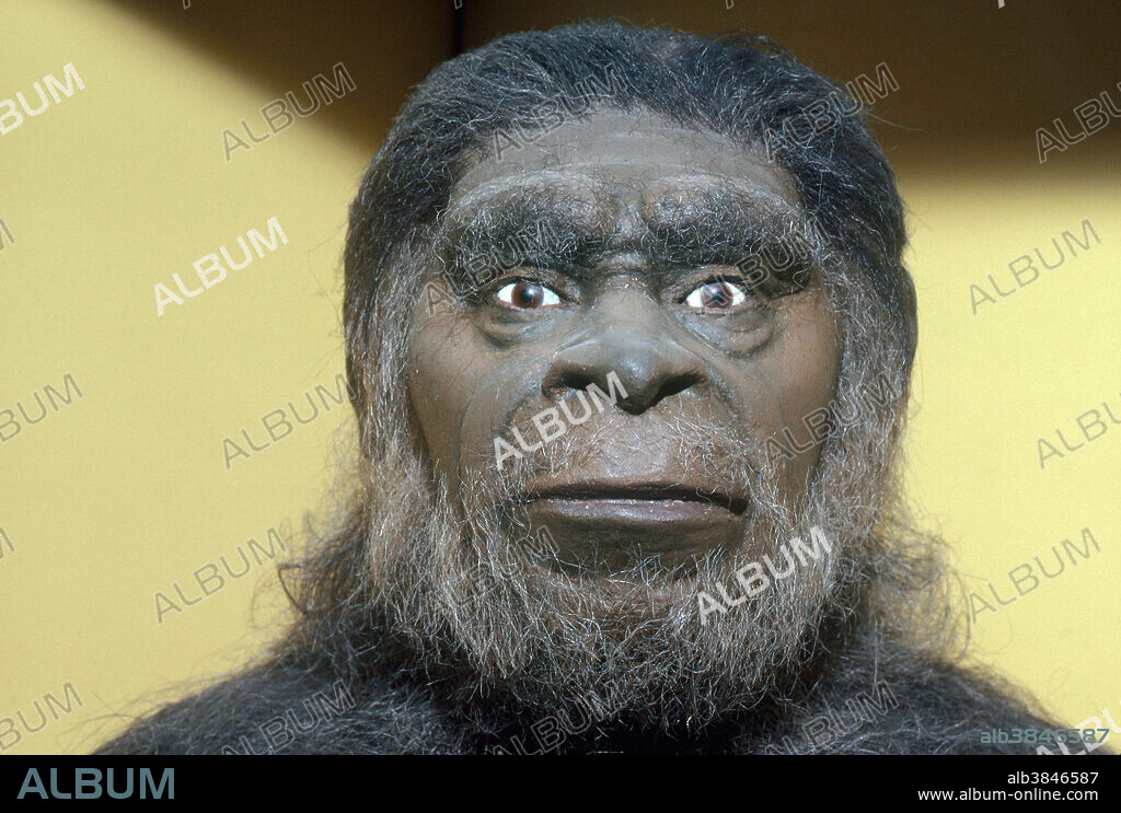 editorial use only . A model of Solo Man (Homo sapiens soloensis), considered a subspecies of the extinct Homo erectus. Found in Java and dating from 50,000-250,000 years ago.