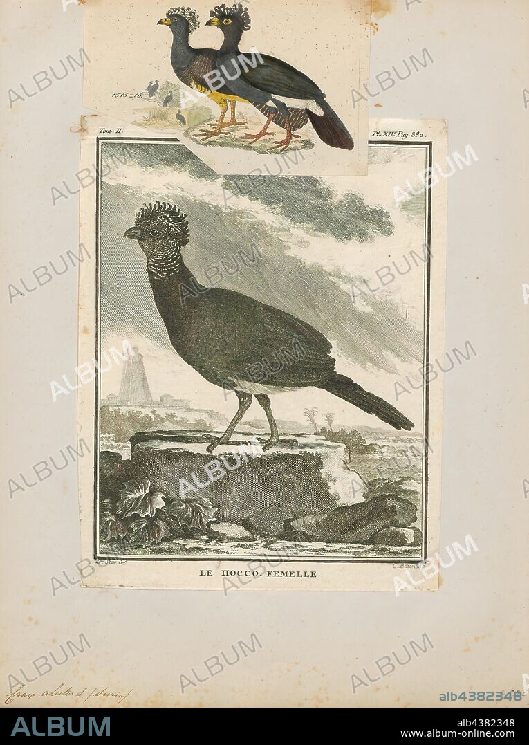 Crax alector, Print, The black curassow (Crax alector), also known as the smooth-billed curassow and the crested curassow, is a species of bird in the family Cracidae, the chachalacas, guans, and curassows. It is found in humid forests in northern South America in Colombia, Venezuela, the Guianas and far northern Brazil. Introduced to Bahamas, Cuba, Jamaica, Haiti, Dominican Republic, Puerto Rico and Lesser Antilles. It is the only Crax curassow where the male and female cannot be separated by plumage, as both are essentially black with a white crissum (the area around the cloaca), and have a yellow (eastern part of its range) or orange-red (western part of its range) cere., 1820-1860.