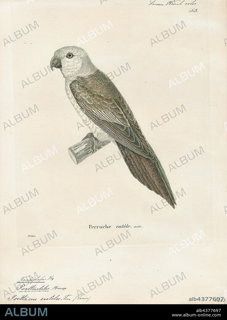Trichoglossus euteles, Print, The olive-headed lorikeet (Trichoglossus euteles), also called the perfect lorikeet, is a species of parrot in the family Psittaculidae. It is found in forest, woodland and cultivated areas on Timor and smaller nearby islands., 1700-1880.