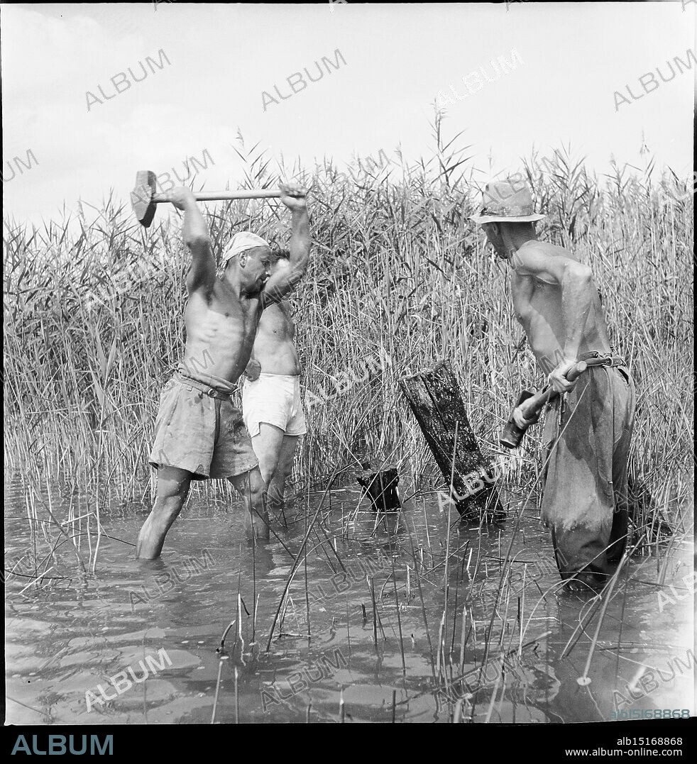 WW2: Melioration, land reclamation on Lake Neuchâtel, 1944.