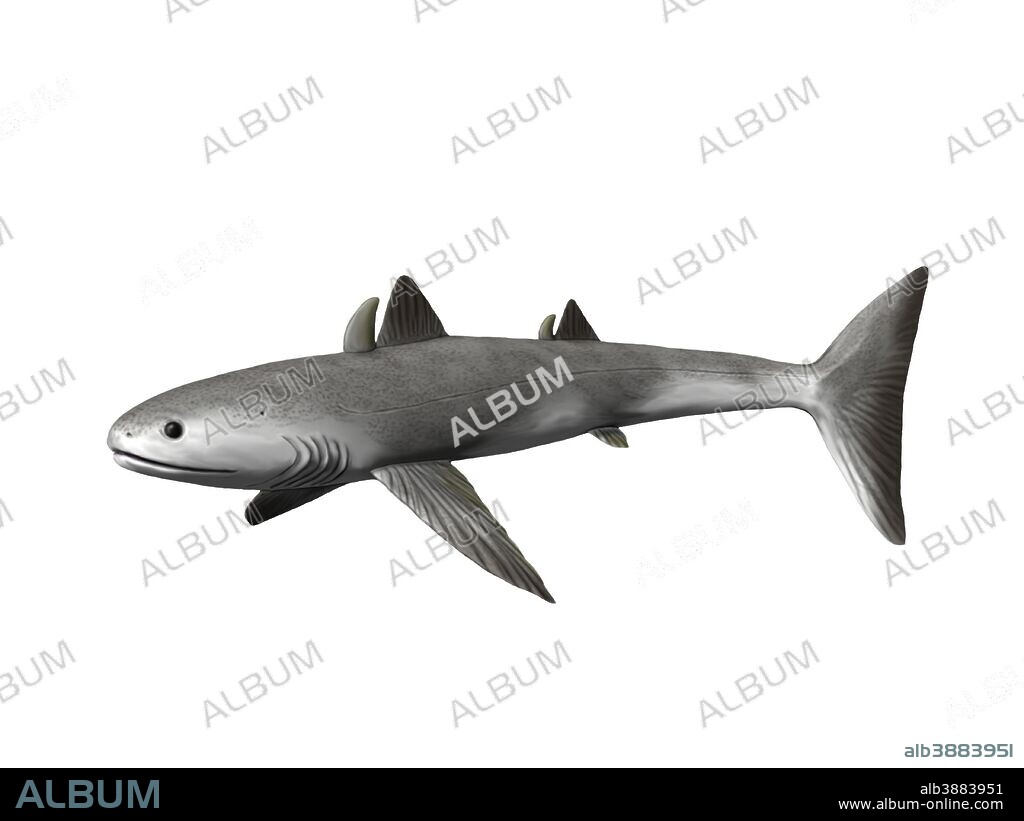 Cladoselache fyleri is an extinct shark from the Late Devonian period.