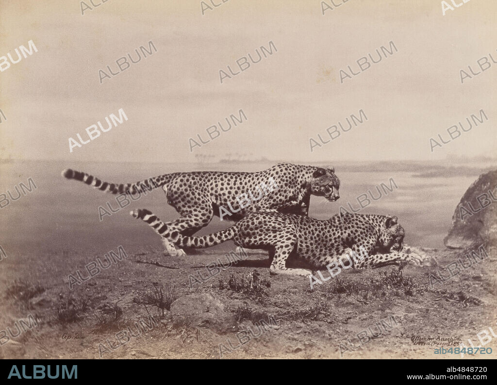 OTTOMAR ANSCHüTZ. [Two Cheetahs], 1888.