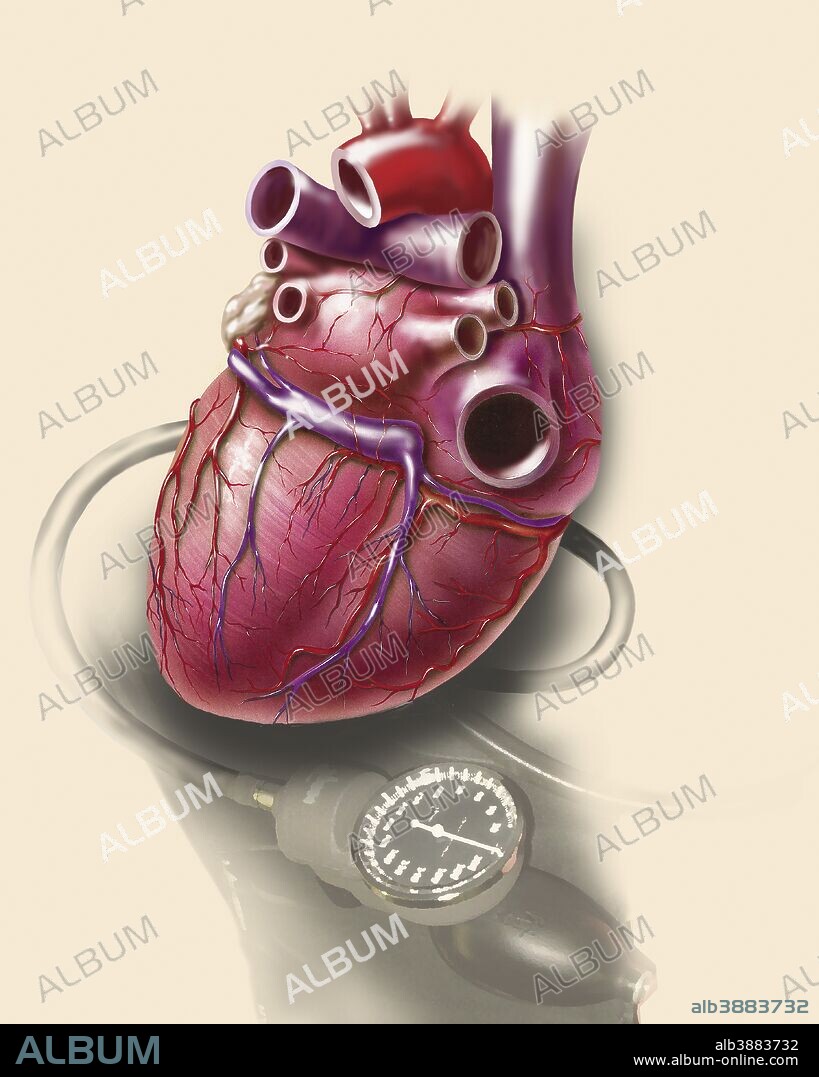 Posterior view of human heart on photo of blood pressure cuff.