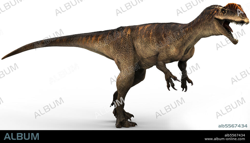 Dilophosaurus dinosaur, side view on white background.