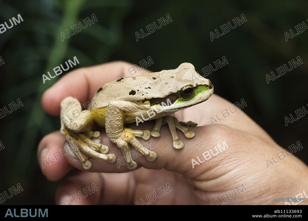 Masked tree frog (Smilisca phaeota), one of 133 species in the country, Arenal, Alajuela Province, Costa Rica, Central America.