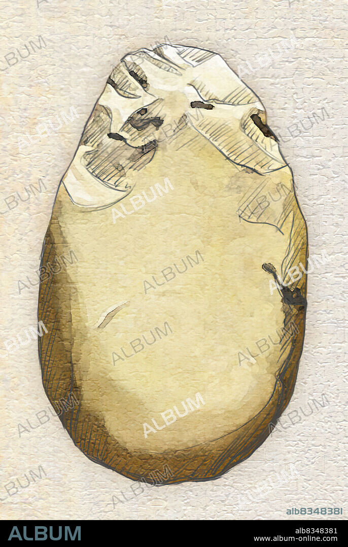 Homo habilis is considered the first inventor in humanity because he left the first traces of real tools. By striking a pebble against a very hard rock, he obtained a sharp- edged tool we call a chopper, as well as flakes that were like knives. These allowed him to cut up carcasses, open. nuts and break bones to extract the highly nourishing marrow inside.