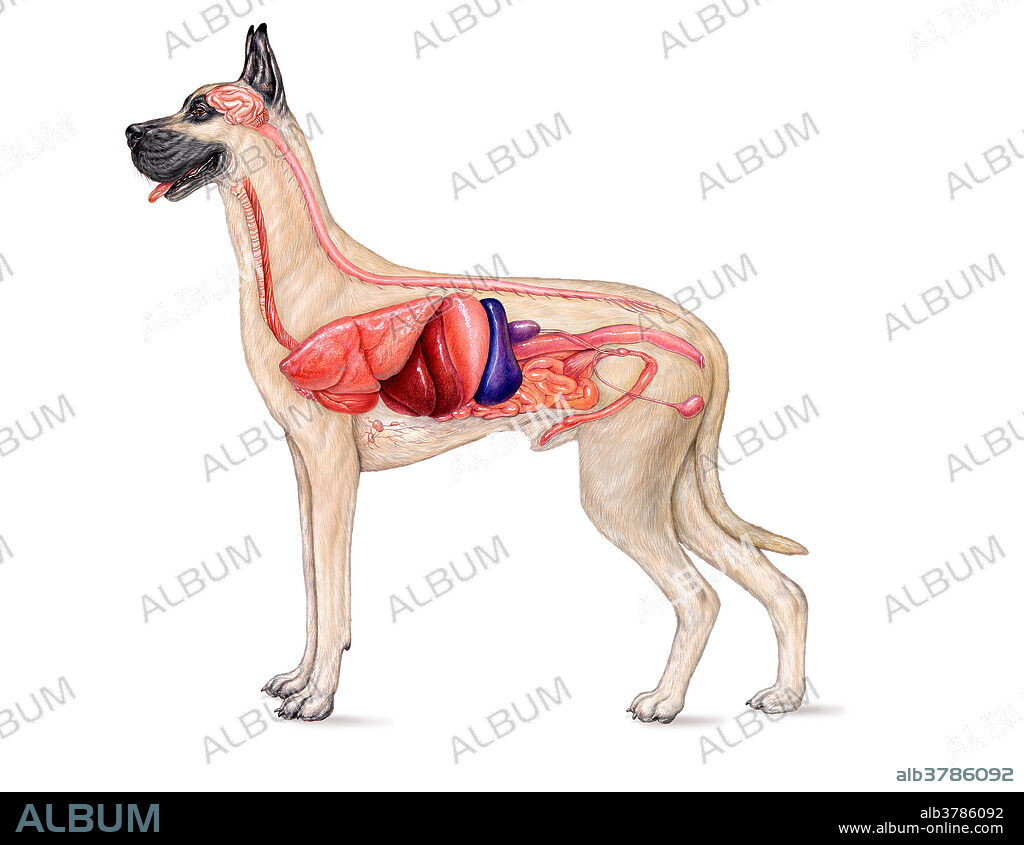 This left side view of a male dog shows the brain, spinal cord, trachea, esophagus, lung, liver, stomach, spleen, kidney, small intestine, colon, bladder and male reproductive structures.