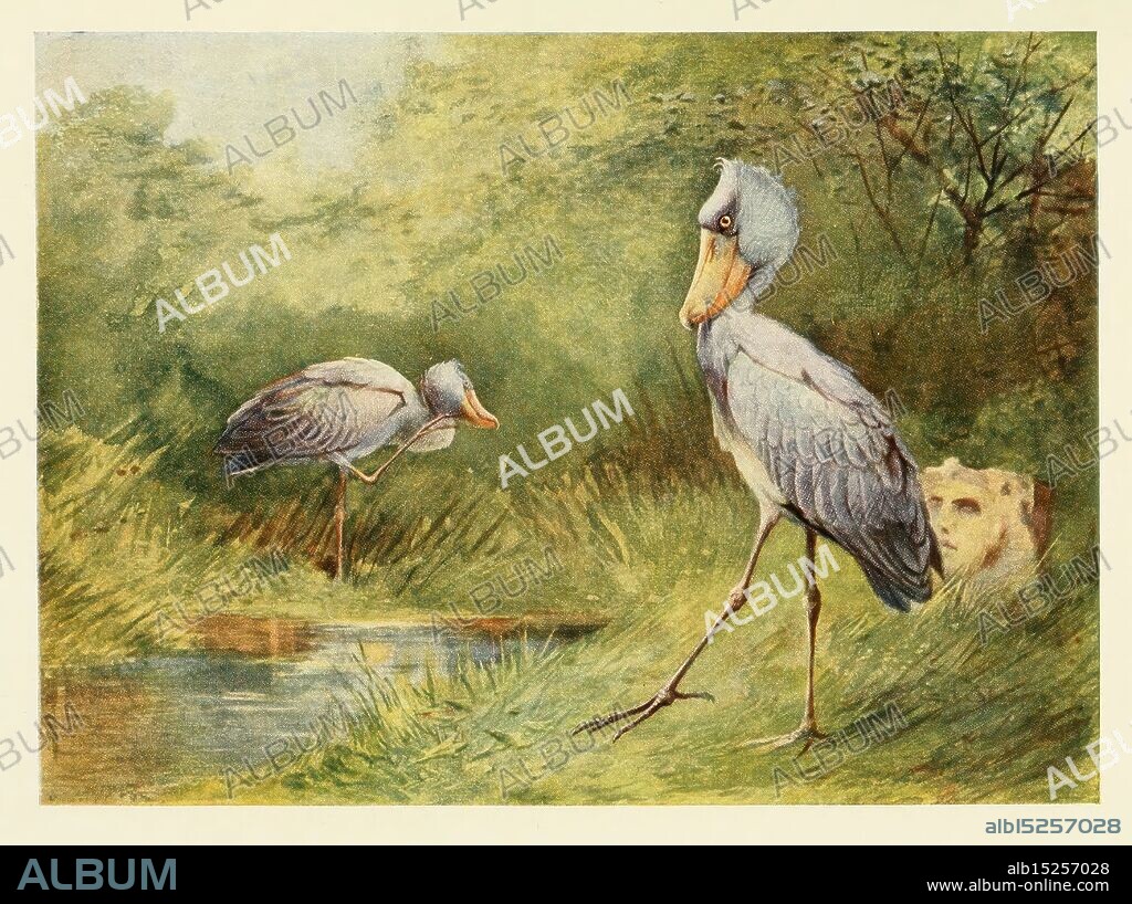 Egyptian Birds For the most part seen in the Nile Valley, 1909 598262 Birds Egypt Balaeniceps rex Shoebill stork Ornithology Hsatum Hsa, A serene natural scene featuring two elegant birds, likely a species of heron or stork, standing near the edge of a tranquil water body. One bird stands tall with a striking profile, showcasing its long legs and distinctive beak, while the other is partially bent, appearing to preen or forage. Lush green foliage surrounds them, creating a peaceful ambiance, and a subtle hint of a figure, perhaps a dog or another creature, is visible in the background, adding a touch of life to this idyllic setting.