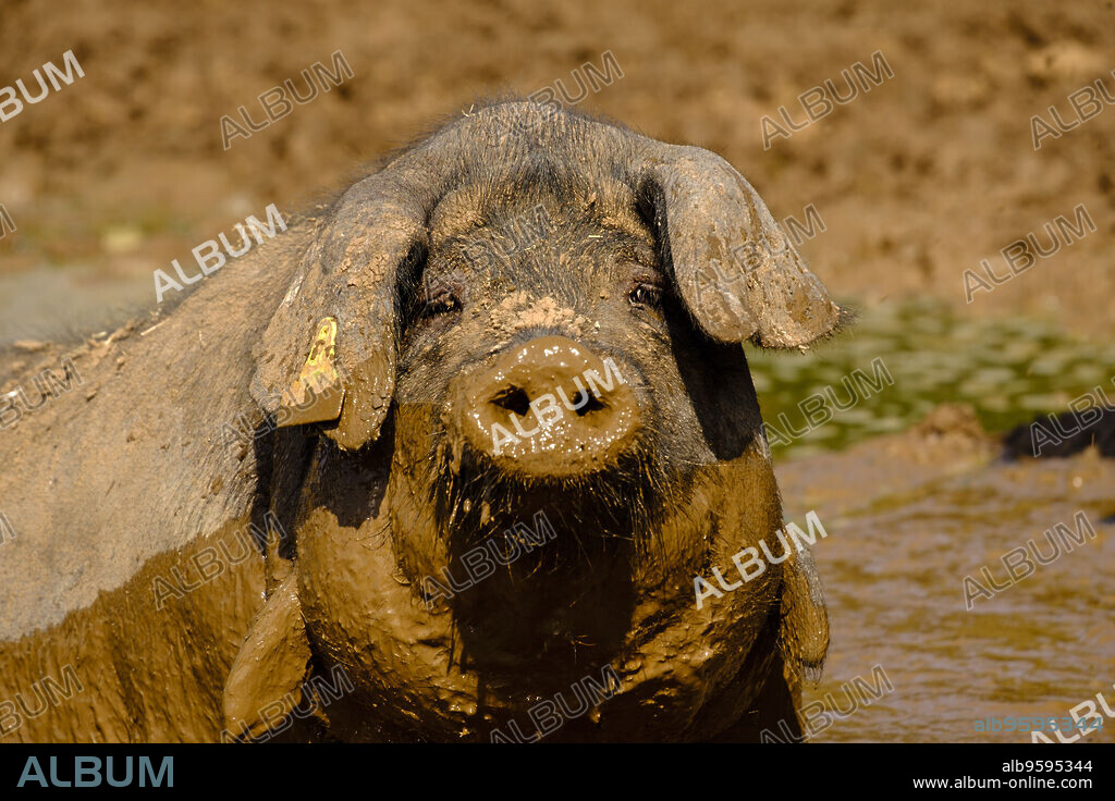 piara de cerdos negros, finca Es Bosch Vell, Santa Margalida, Mallorca, balearic islands, spain, europe.