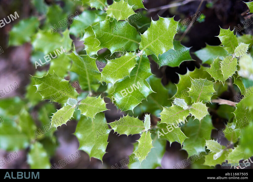 Ilex aquifolium, Acebo, Holly leaves, Proaza, Asturias, Spain.