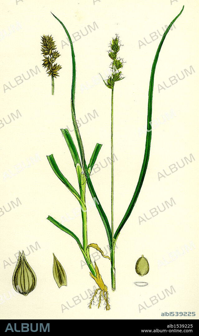 Carex eu-muricata; Greater Prickly Sedge.