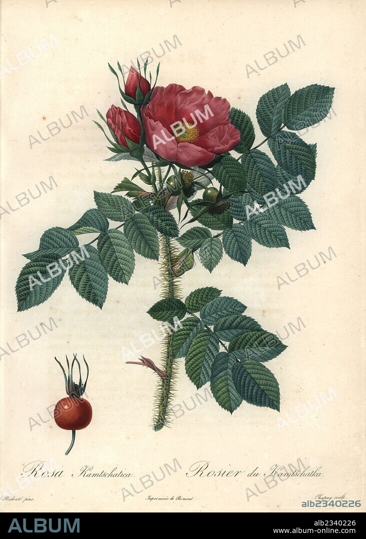 Kamtschatka rose, Rosa rugosa var. kamtschatica (Rosa kamtschatica). Handcoloured stipple copperplate engraving by Chapuy after an illustration by Pierre-Joseph Redoute from "Les Roses," Firmin Didot, Paris, 1817.