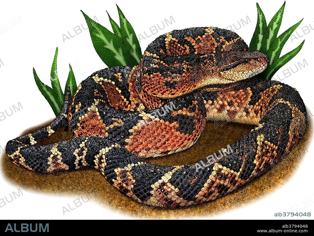 Illustration of the South American Bushmaster (Lachesis muta), a venomous pit viper found in South America.