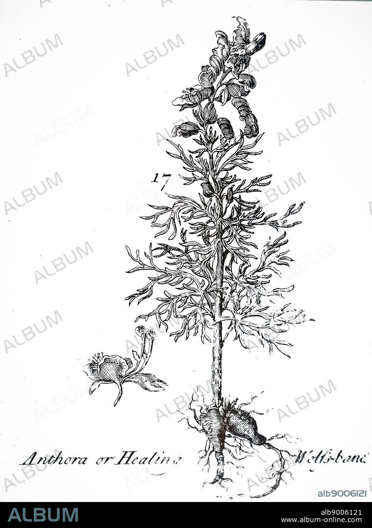 An engraving depicting Aconitum Napellus: Wolfsbane or Monkshood. From P Pomet 'A Compleat History of Drugs', London, 1725.