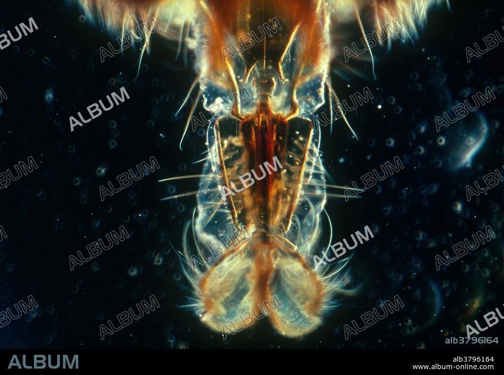Mouthparts of a common fruit fly, Drosophila melanogaster. Fruit flies have been used for many years in genetic studies because it is easy to manipulate in a laboratory.
