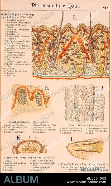 Medizin / Anatomie:. "Die menschliche Haut". Farblithographie. Aus: Der Bau des menschlichen Körpers. Anatomische Beschreibung des Menschen für Schule und Haus. Nach Entwürfen von P.Ebenhöch, neu bearb. u. hrsg. von Theodor Himmelein. Eßlingen bei Stuttgart (J.F.Schreiber) 1895, Tafel XIX. Berlin, Sammlung Archiv für Kunst und Geschichte.