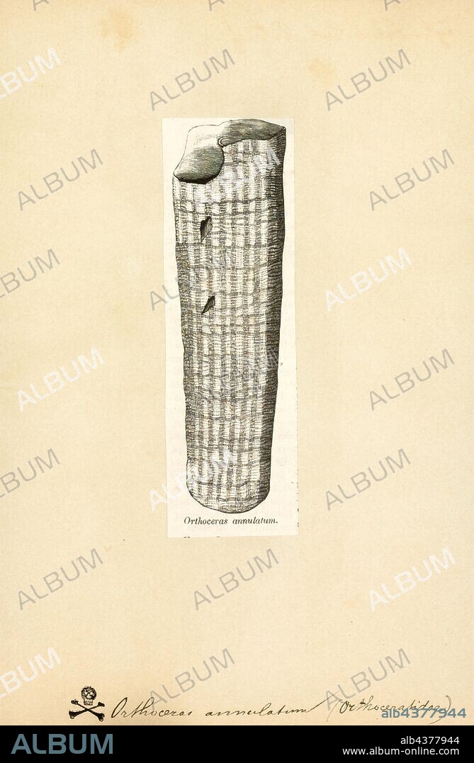 Orthoceras annulatum, Print, Orthoceras ("straight horn") is a genus of extinct nautiloid cephalopod restricted to Middle Ordovician-aged marine limestones of the Baltic States and Sweden. This genus is sometimes called Orthoceratites.