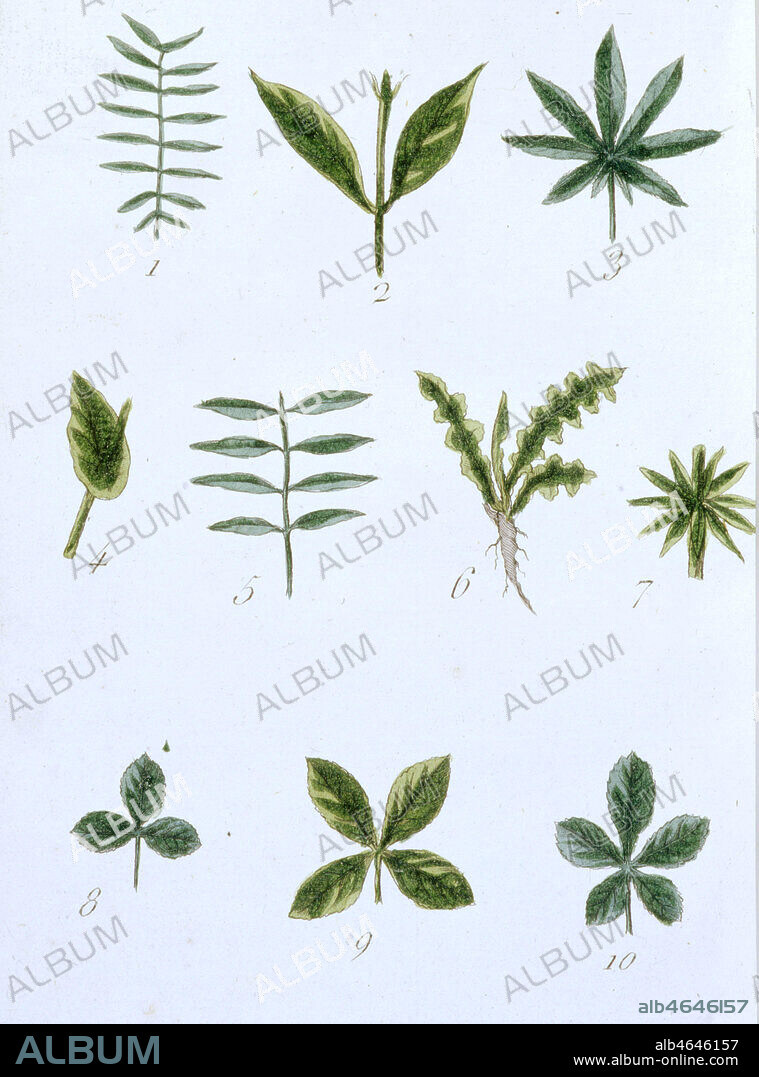 PLANCHE III DU DICTIONNAIRE (des termes de botanique) - Fig. 1 - Feuille ailee - Fig. 2 - Feuilles caulinaires - Fig. 3 - Feuille palmee - Fig. 4 - Feuille perfeuillee - Fig. 5 - feuilles alternes - Fig. 6 - Feuilles radicales - Fig. 7 - Feuilles verticillees - Fig. 8 - Feuille ternee - Fig. 9 - Feuille quaternee - Fig. 10 - Feuille quinee in 'Recueil de plantes coloriees pour servir a l'intelligence des lettres elementaires sur la botanique' de Jean-Jacques Rousseau (1712-1778), Edition Poincot, Paris, 1789. Illustration par Aubry. Credit : Collection Sev/Kharbine-Tapabor.