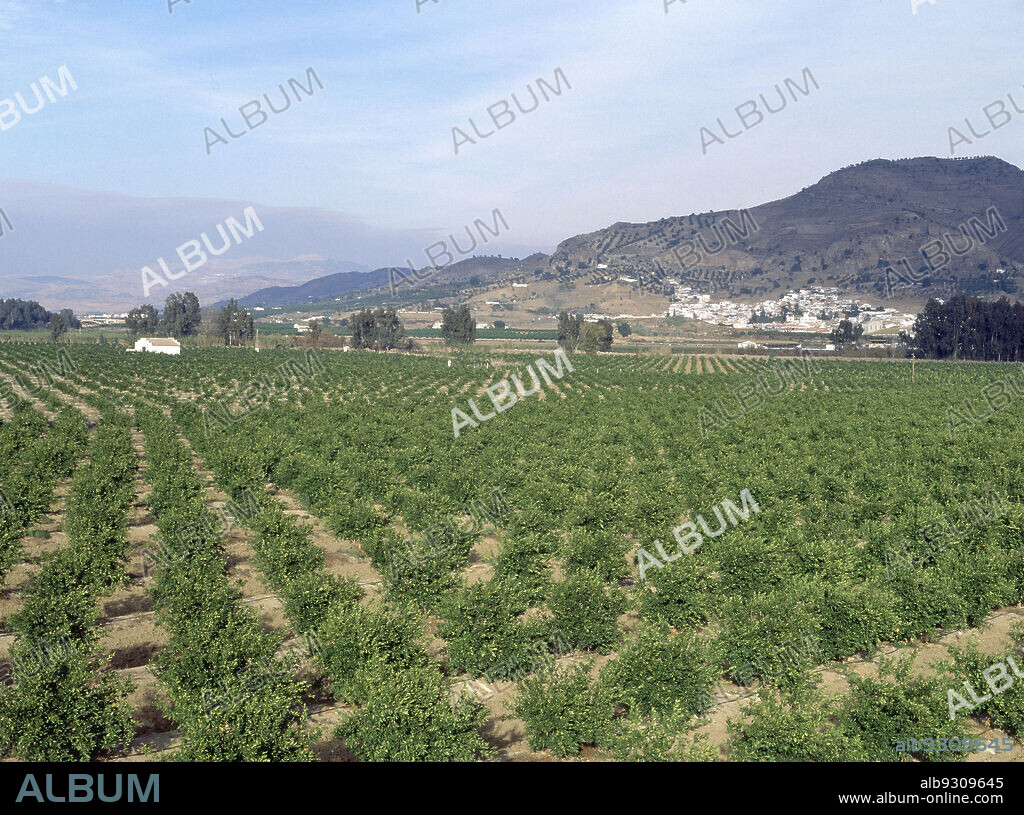 PLANTACION DE NARANJOS JOVENES CON RIEGO DE GOTEO.