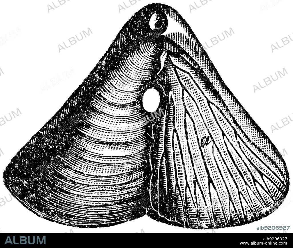 Terebratula diphia, Brachiopod - Jurastic fossil organisms, encyclopedia 'Education', Russia, 1896.