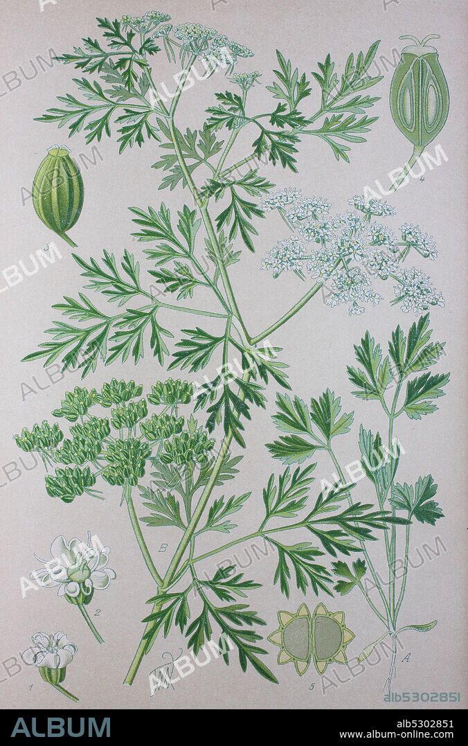 Digital improved high quality reproduction: Aethusa cynapium, fool's parsley, fool's cicely, or poison parsley, is an annual, rarely biennial, herb in the plant family Apiaceae, native to Europe, western Asia, and northwest Africa. It is the only member of the genus Aethusa  /  Hundspetersilie, Art der Pflanzengattung Aethusa innerhalb der Familie der Doldenblütler.