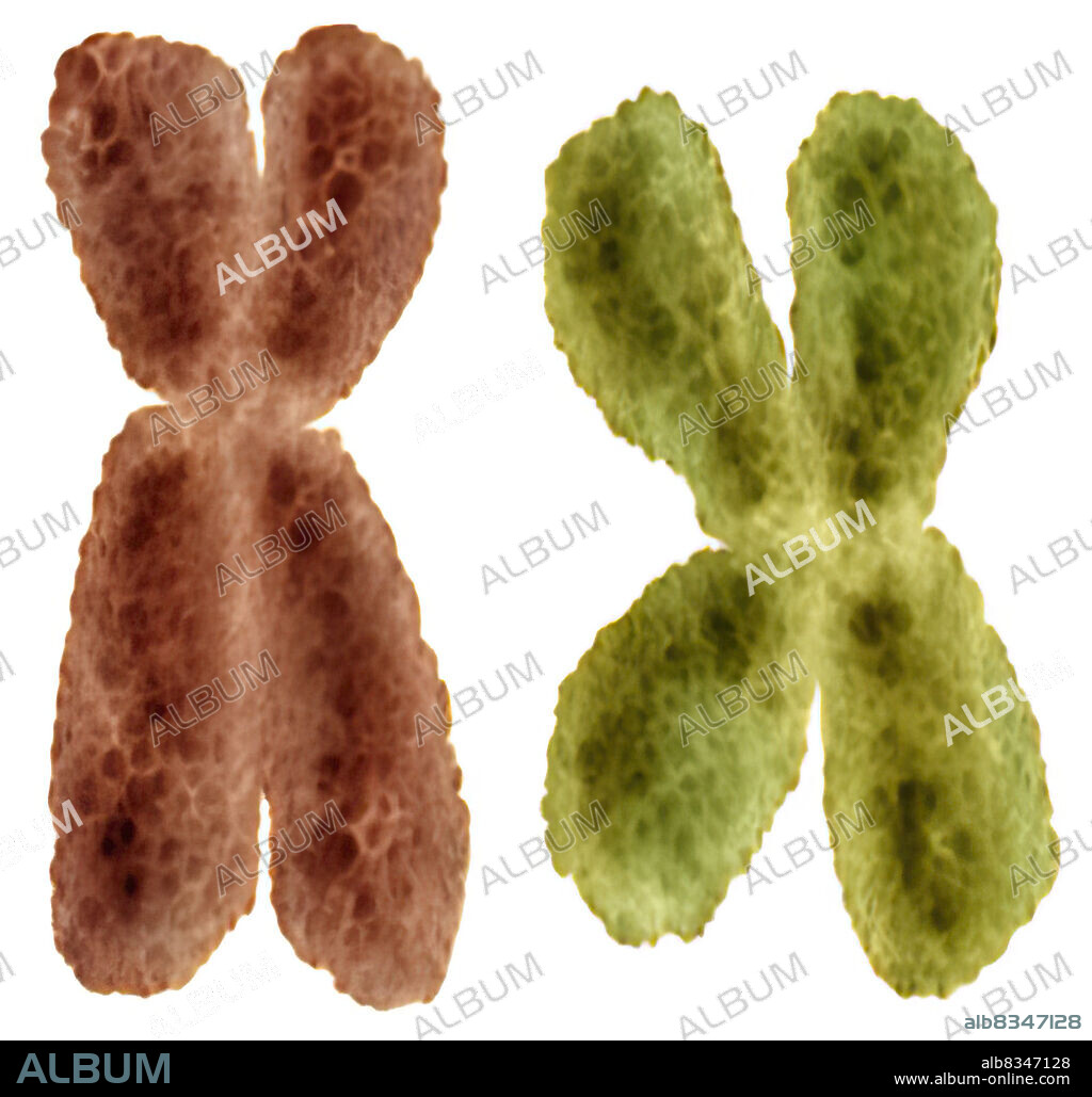 The genes are said to be dominant or recessive, depending on their mode of expression. A dominant gene is a hereditary characteristic that expresses itself in being present on only one of the chromosomes of a pair. A recessive gene is a hereditary characteristic that must be present on both chromosomes of a pair to be expressed.