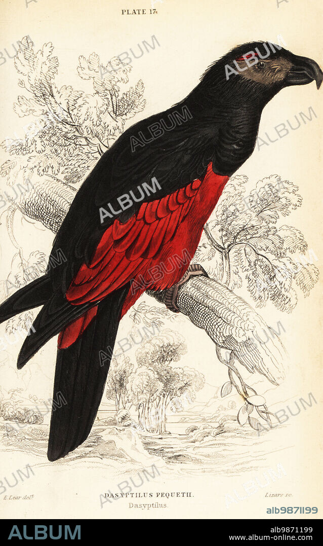 Pesquet's parrot or vulturine parrot, Psittrichas fulgidus. (Pesquets dasyptilus, Dasyptilus pequetii.) Handcoloured copperplate engraving by William Lizars after an illustration by Edward Lear from Prideaux J. Selbys the Natural History of Parrots in Sir William Jardines Naturalists Library: Ornithology, Lizars, Edinburgh, 1836.