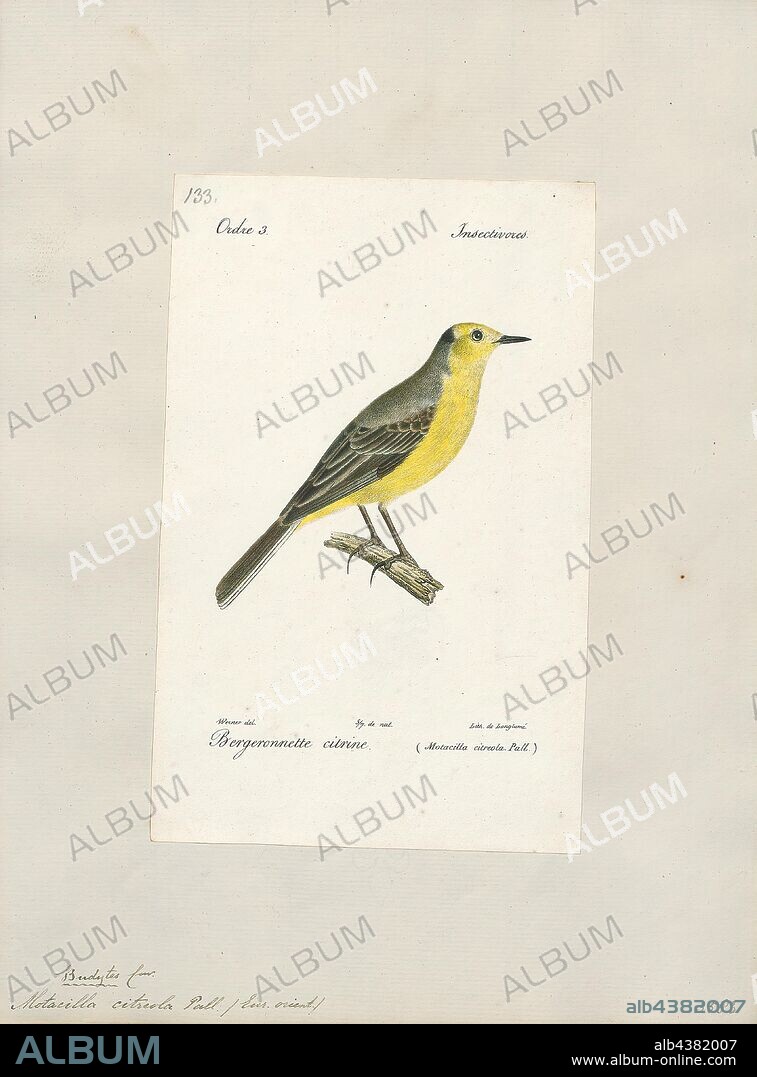Motacilla citreola, Print, The citrine wagtail (Motacilla citreola) is a small songbird in the family Motacillidae., 1842-1848.