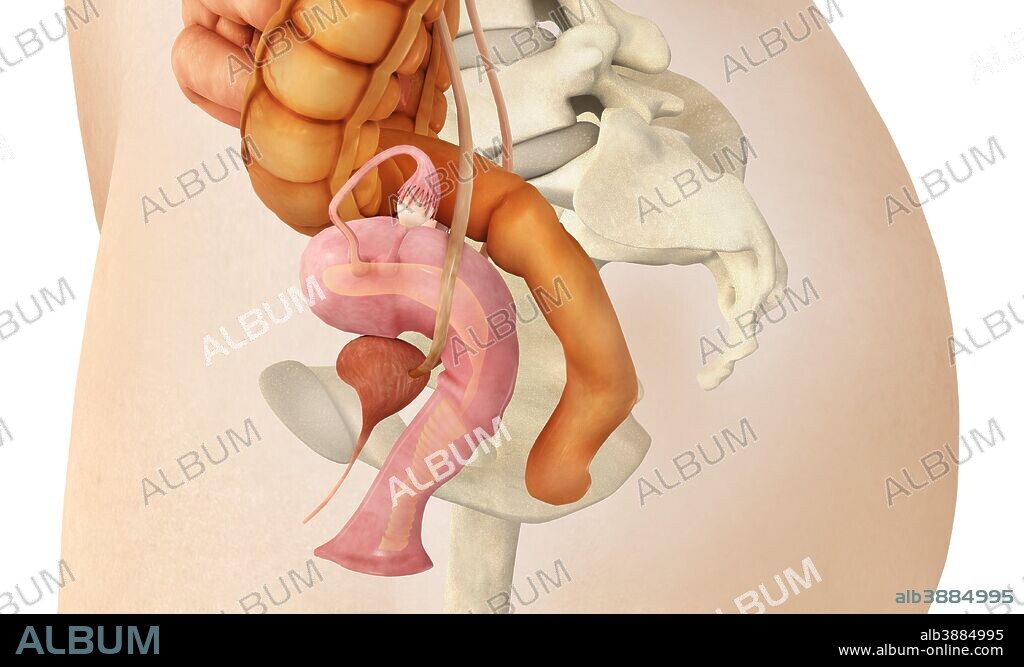 Medical illustration of female genital organs, side view.