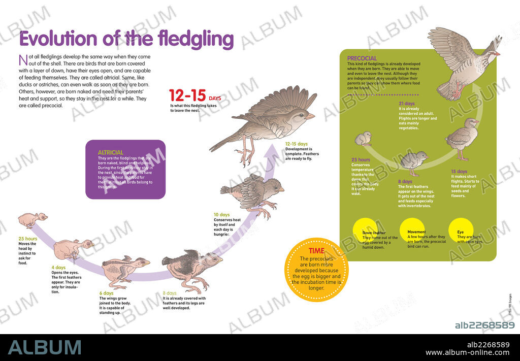 Evolución del polluelo. Infografía sobre los primeros días de vida del polluelo, según se trate de un ave nidícola (que debe permanecer en el nido), o nidífuga (que puede dejar el nido inmediatamente).