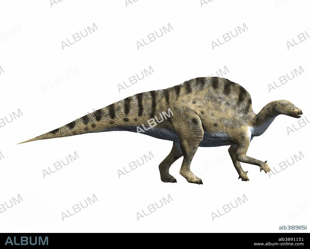 Ouranosaurus nigeriensis, Early Cretaceous of Niger.