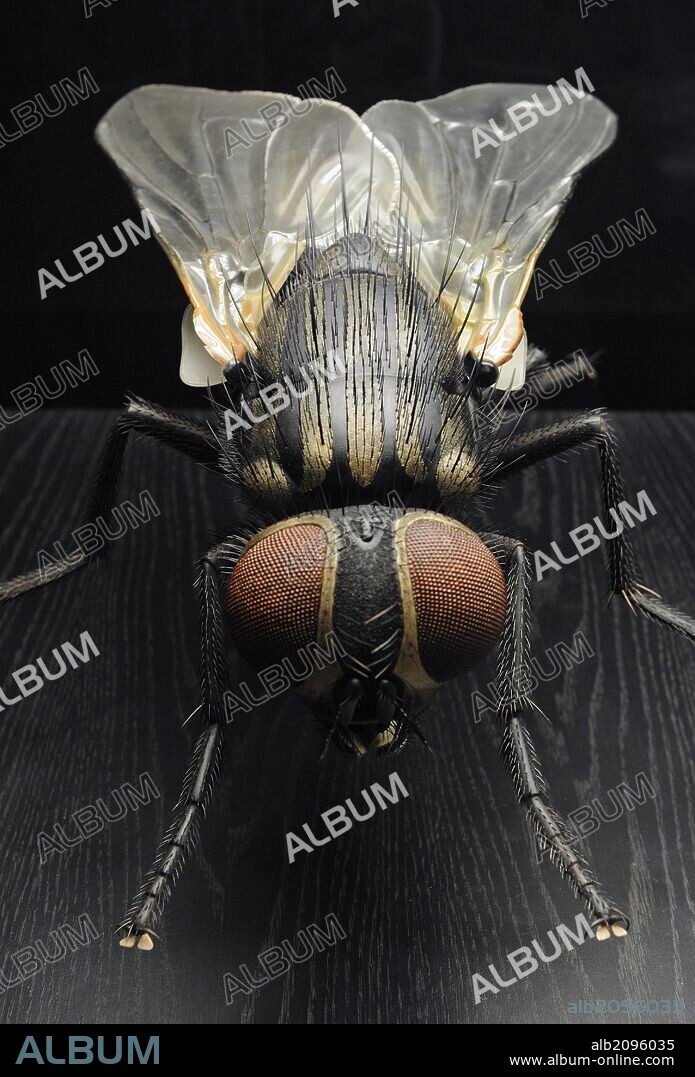 Mosca doméstica o común (Musca domestica) es una especie de díptero braquícero de la familia Muscidae. Es la mosca más común y habitual en la mayoría de los climas de la Tierra. Museum fur Naturkunde (Museo de Historia Natural). Berlín. Alemania. Europa.