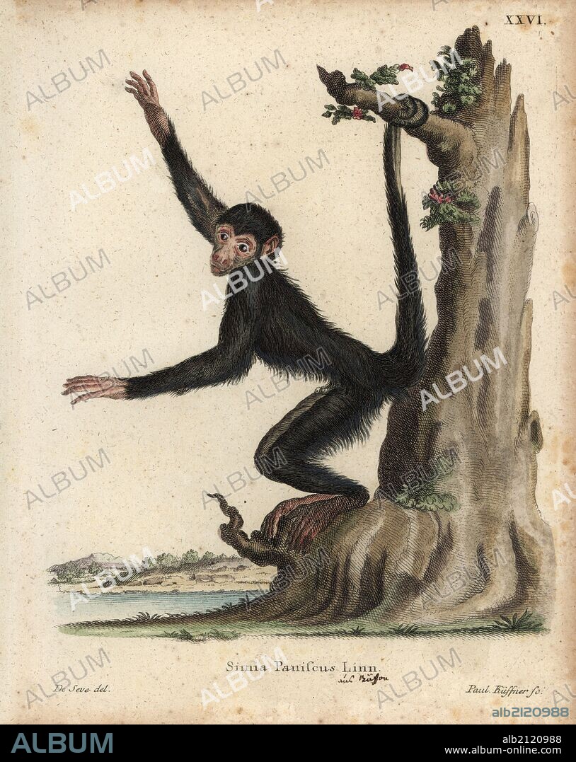 Red-faced spider monkey, Ateles paniscus. Vulnerable. Handcoloured copperplate engraving by Paul Kuffner after an illustration by de Seve from Johann Christian Daniel Schreber's Animal Illustrations after Nature, or Schreber's Fantastic Animals, Erlangen, Germany, 1775.