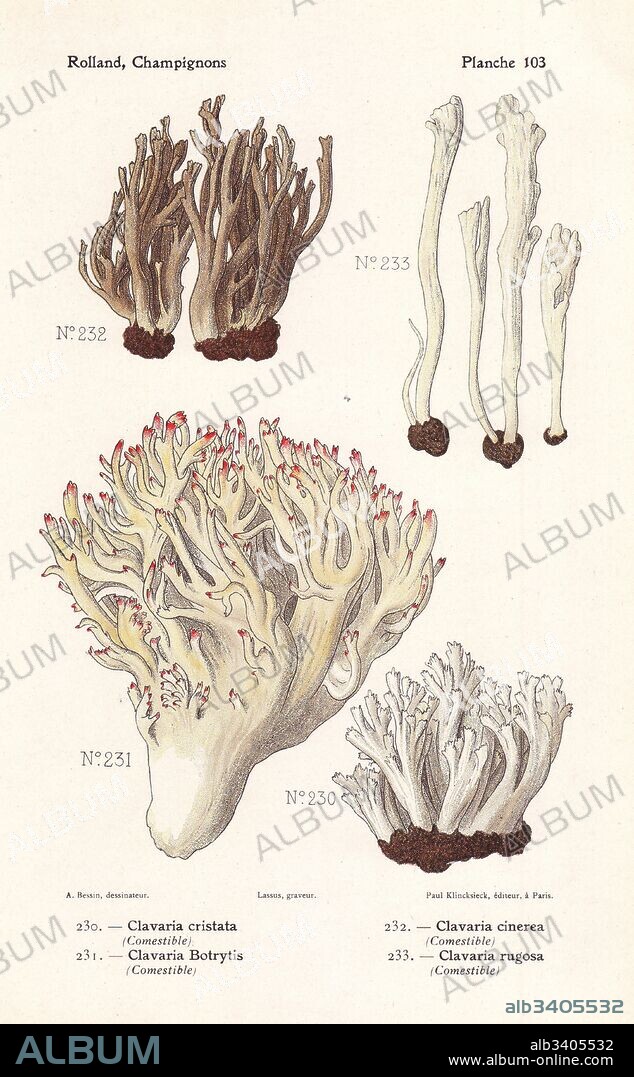 White coral fungus, Clavulina cristata (Clavaria cristata), Clavulina cinerea (Clavaria cinerea), pink-tipped coral mushroom, Ramaria botrytis (Clavaria botrytis), and wrinkled coral fungus, Clavulina rugosa (Clavaria rugosa). Chromolithograph by Lassus after an illustration by A. Bessin from Leon Rolland's Guide to Mushrooms from France, Switzerland and Belgium, Atlas des Champignons, Paul Klincksieck, Paris, 1910.