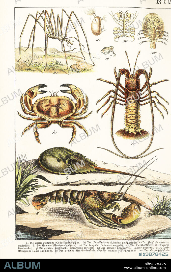 Sea spider, Colossendeis megalonyx a, American horseshoe crab, Limulus polyphemus b, lobster, Homarus gammarus d, spiny lobster, Palinurus mauritanicus e, and edible crab, Cancer pagurus h. Chromolithograph from Gotthilf Heinrich von Schubert's Natural History of Animal Kingdoms for School and Home (Naturgeschichte des Tierreichs fur Schule und Haus), Schreiber, Munich, 1886.