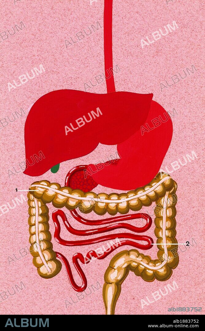 Digestive system. Schematic drawing of the position occupied by the organs in the human body. 1. Intestine 2. Small intestine. Drawing. Color.