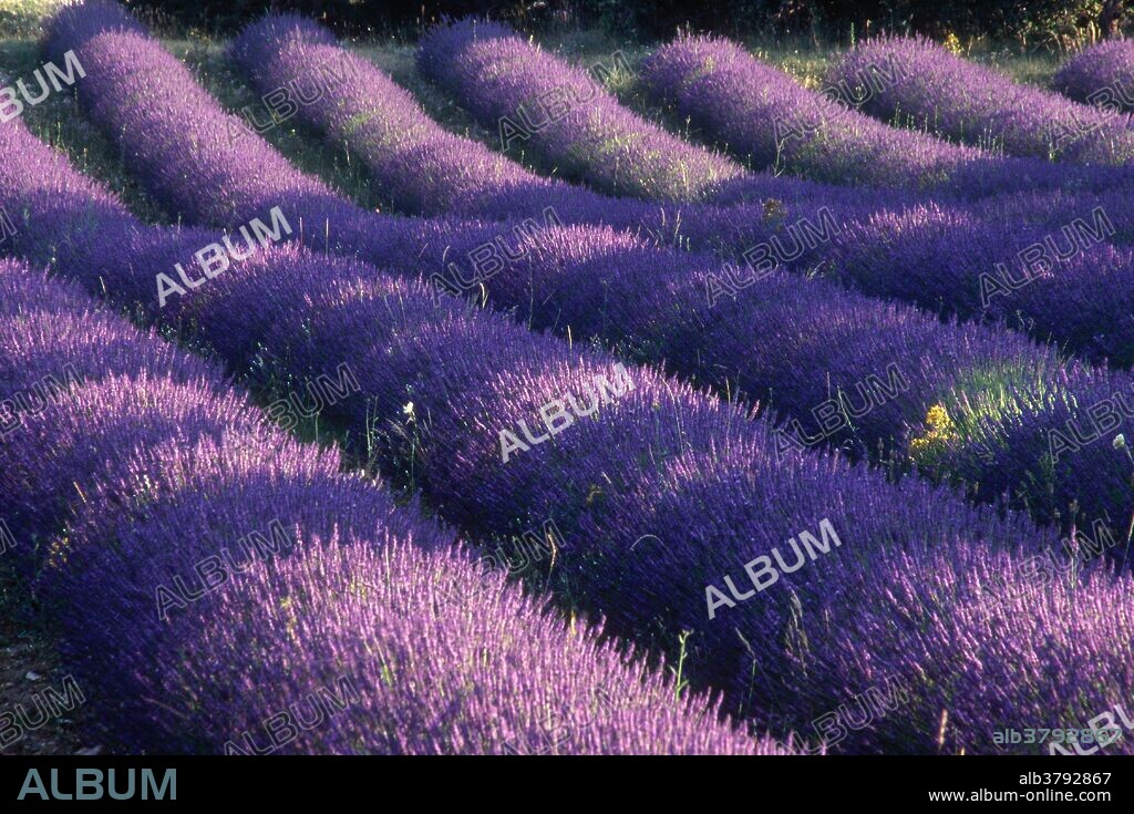 Field of Lavender