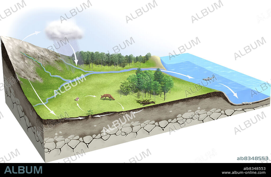 Phosphorus is a very widespread element on Earth, but it does not exist in its pure state in the atmosphere. On the other hand, it is naturally present in the form of phosphates in the parent rock. Erosion causes dissolved phosphates to enter the soil, where they can be absorbed by plants. The plants combine the phosphorus with various components to make living matter that is transmitted to herbivores and then carnivores by the food chain. Animal dung and dead organisms are decomposed by micro-organisms. This process returns the phosphorus to the soil, where it can once again be assimilated by other plants.