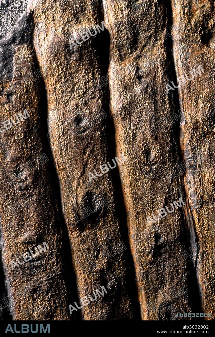 Bark of Sigillaria, a genus of extinct, spore-bearing, arborescent (tree-like) plants of the Caboniferous Period, Pennsylvania Epoch. Field of view 3"; collected in Sullivan County, Pennsylvania. Specimen courtesy of Pennsylvania State Museum, Lose Coal Fossil Collection.